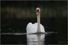 <p>Labuť velká (Cygnus olor) –--- /Mute schwan – Höckerschwan/</p>